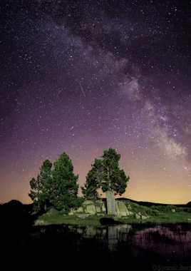 les arbre éclairé par la galaxie