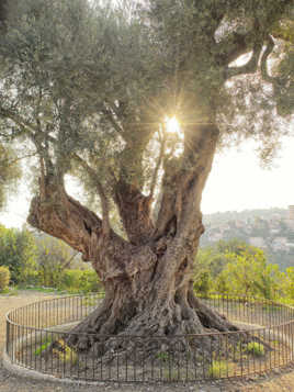 L'olivier millénaire