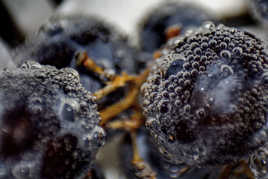 comme une envie de champagne