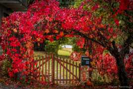 Rouge d'automne