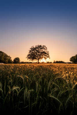 L'arbre couchant