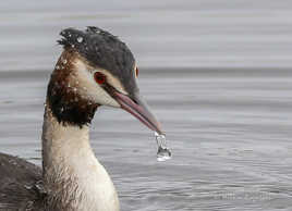 Portrait de Grèbe Huppé