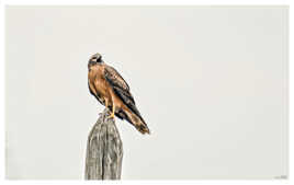 Busard cendré juvénile