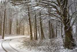 Route forestière sous la neige.