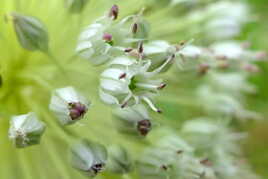 Allium