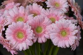 Gerbera