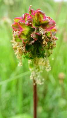 Petite boule de fleurs  . . .