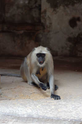 Le temple des singes