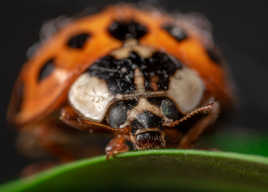 LadyBug