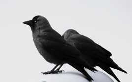 noir et blanc en couleur