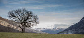 Deux arbres et la montagne