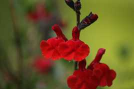 petites fleurs rouges originale