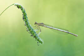 "Gymnastique" de l'agrion.