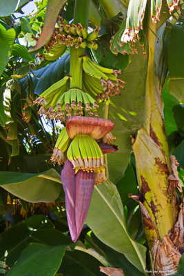 Naissance de la banane