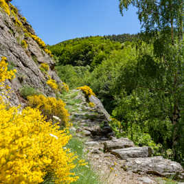 Sentier dans les genêts