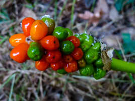 Passe - passe pas. ( signalé )