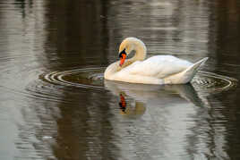 Les ronds dans l'eau 2