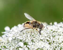 Eristalis