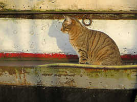 Le chat sur la péniche