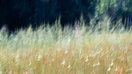 La jachère au bord de la forêt