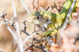 Lézard vert