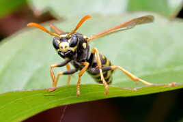 Tête à tête avec une guêpe II