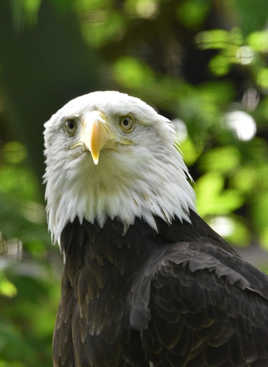 Oups ! J'suis repéré !