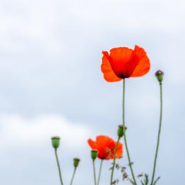 Coquelicots