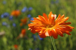 Marguerite orange