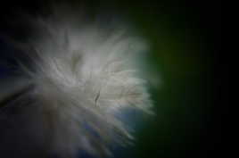 Plume