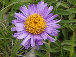 Aster Alpinus