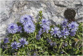 Flore alpine