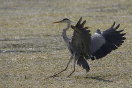 Atterissage imminent !