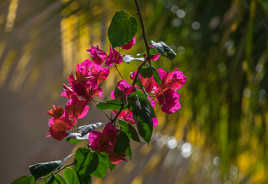 Bougainvillier de l'Ile Maurice