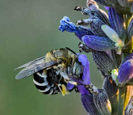 Amégile à joues blanches