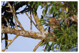 Chevêche d'Athéna Athene noctua - Little Owl