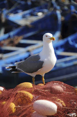 Bas quoi, tu veut ma photo !