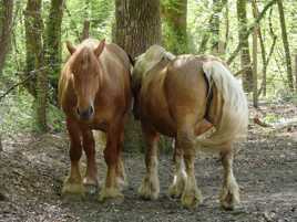 Câlin de comtois