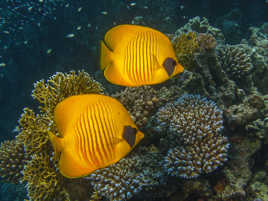 Un duo de poisson papillon