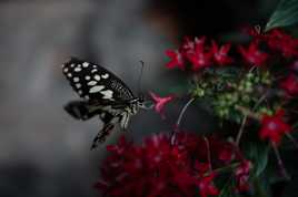 Petite fleur délicieuse