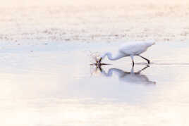 Aigrette Garzette