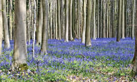 Magie du Hallerbos