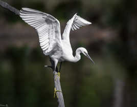 Aigrette