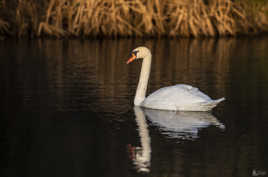 Cygne dans la lumière
