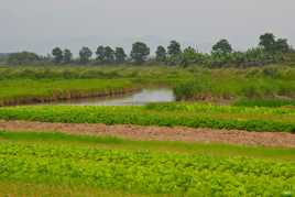 Cultures asiatiques 2