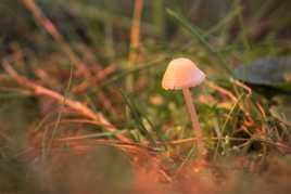 Champignon au jardin