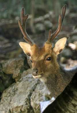 Aux lisières lointaines les cerfs ont bramé