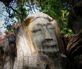 Sculpture dans un vieil olivier