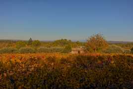 Vignoble coloré