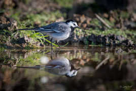 La Pin-up de l'étang